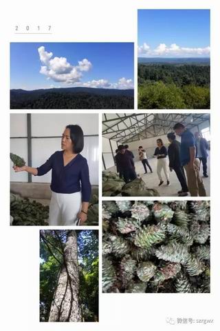 寻更优食品源 孙小玲视察荣格伊春林业基地