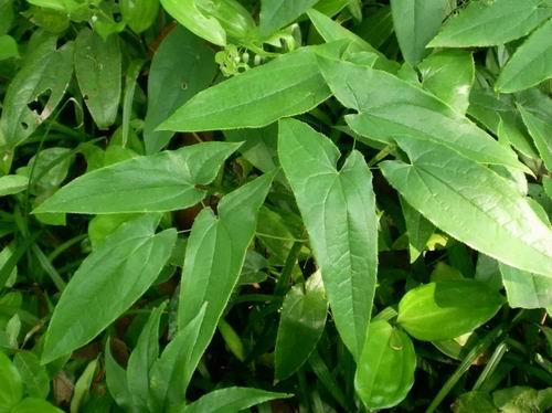拯救“葛优躺” 福能源好医生牌立盛片上市