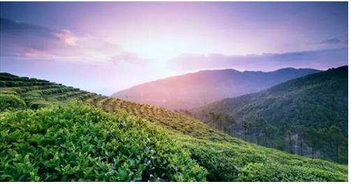 理想科技龙润茶首家入驻“一部手机游云南”APP